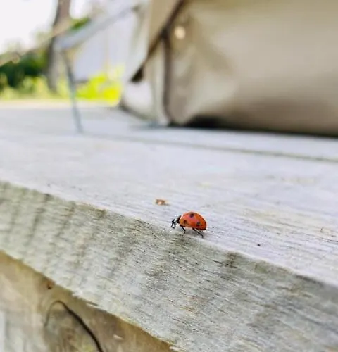 Campo de lujo L'ecolodge Des Champs Prailles